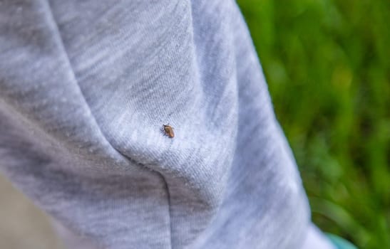 Tick on human clothing. Selective focus. Nature human