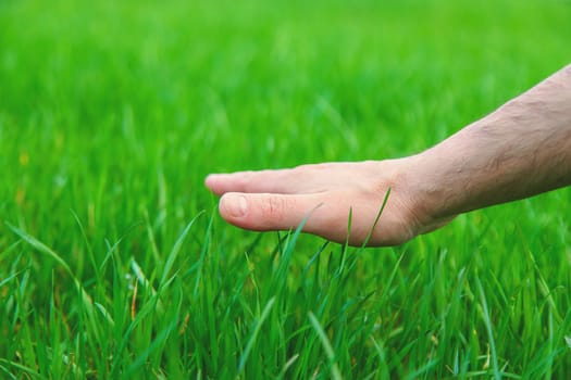 Lawn grass close-up in the yard. Selective focus. Nature.