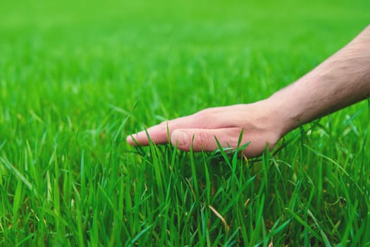 Lawn grass close-up in the yard. Selective focus. Nature.