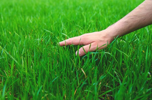 Lawn grass close-up in the yard. Selective focus. Nature.