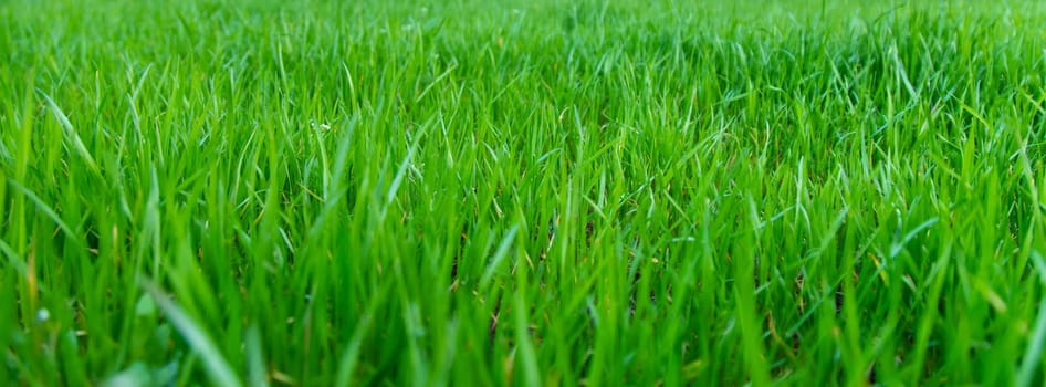 Lawn grass close-up in the yard. Selective focus. Nature.