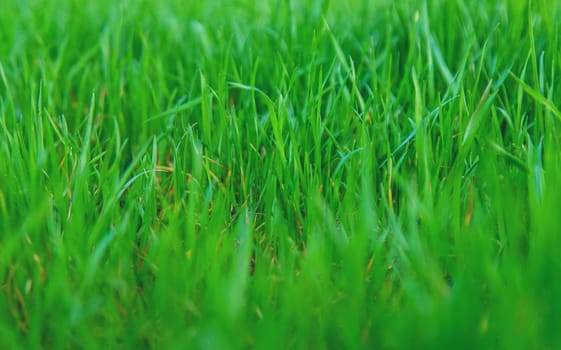 Lawn grass close-up in the yard. Selective focus. Nature.