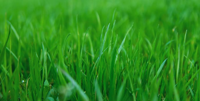 Lawn grass close-up in the yard. Selective focus. Nature.