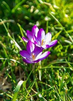 Crocuses bloom in spring. Selective focus. Nature.