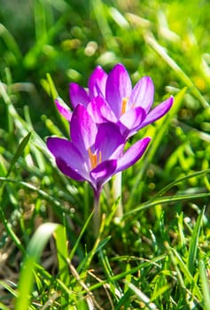 Crocuses bloom in spring. Selective focus. Nature.