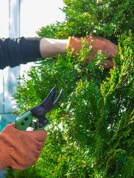 Gardener trimming thujas in the garden. Selective focus. Nature.