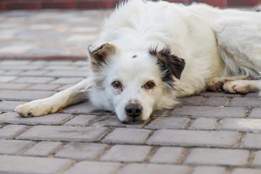 Sad homeless dog on the street. Selective focus. animal.