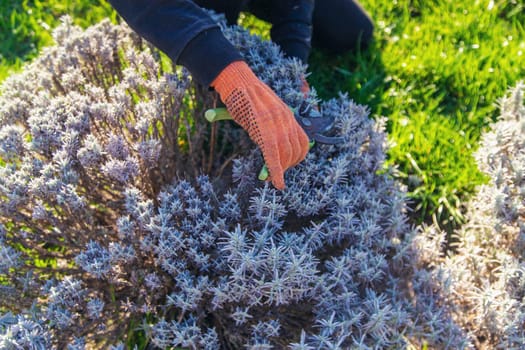 Gardener trimming lavender bushes. Selective focus. nature.