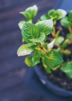 Hydrangea unfurls its leaves in spring. Selective focus. nature.