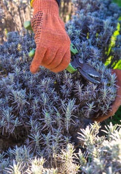 Gardener trimming lavender bushes. Selective focus. nature.