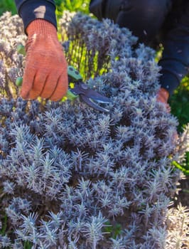 Gardener trimming lavender bushes. Selective focus. nature.