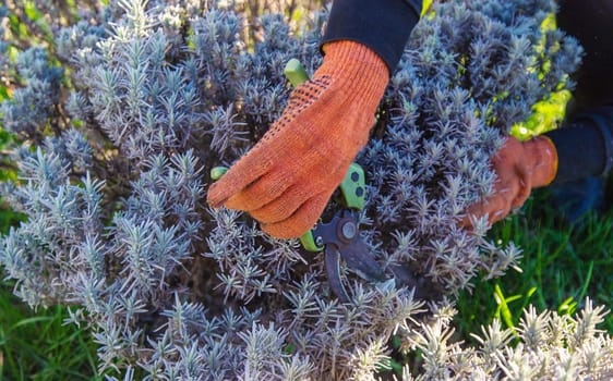 Gardener trimming lavender bushes. Selective focus. nature.