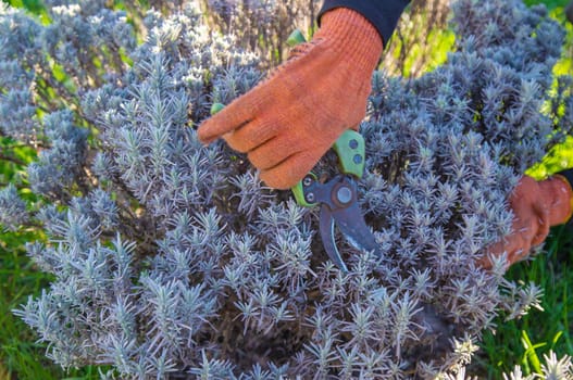 Gardener trimming lavender bushes. Selective focus. nature.