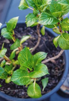 Hydrangea unfurls its leaves in spring. Selective focus. nature.