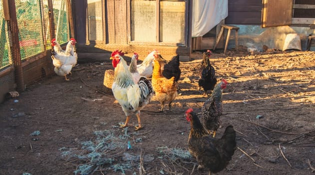 Chickens and a rooster in a henhouse. Selective focus. animal.