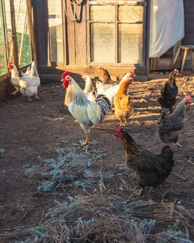 Chickens and a rooster in a henhouse. Selective focus. animal.