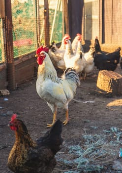 Chickens and a rooster in a henhouse. Selective focus. animal.