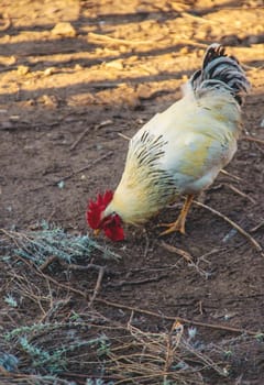 Chickens and a rooster in a henhouse. Selective focus. animal.