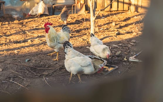 Chickens and a rooster in a henhouse. Selective focus. animal.