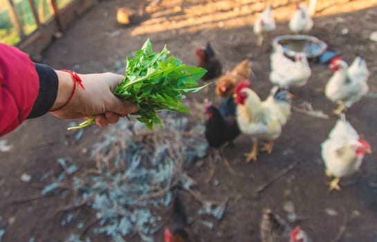 Chickens and a rooster in a henhouse. Selective focus. animal.