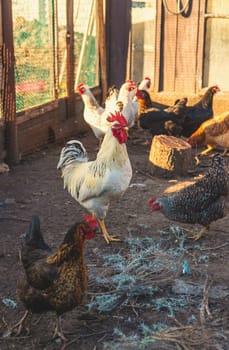 Chickens and a rooster in a henhouse. Selective focus. animal.