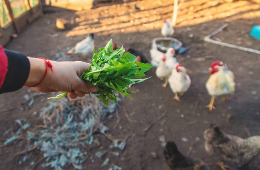 Chickens and a rooster in a henhouse. Selective focus. animal.