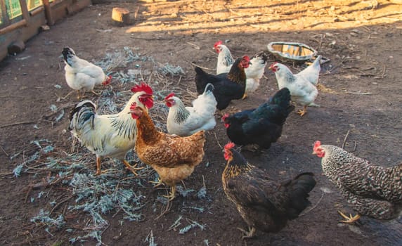 Chickens and a rooster in a henhouse. Selective focus. animal.