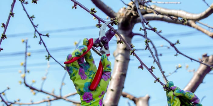Gardener pruning trees with garden shears, secateurs. Pruning, garden care.