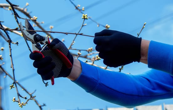Gardener pruning trees with garden shears, secateurs. Pruning, garden care.