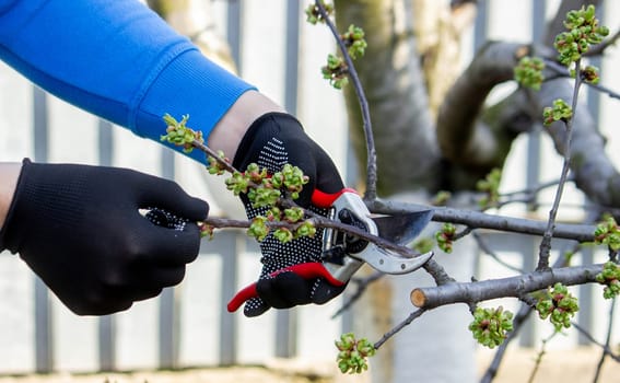 Gardener pruning trees with garden shears, secateurs. Pruning, garden care.