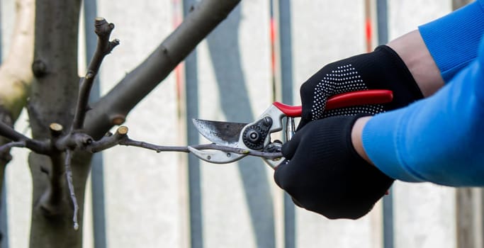 Gardener pruning trees with garden shears, secateurs. Pruning, garden care.
