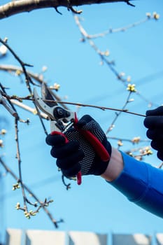 Gardener pruning trees with garden shears, secateurs. Pruning, garden care.