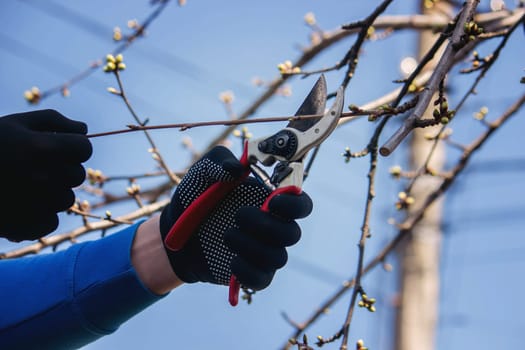 Gardener pruning trees with garden shears, secateurs. Pruning, garden care.