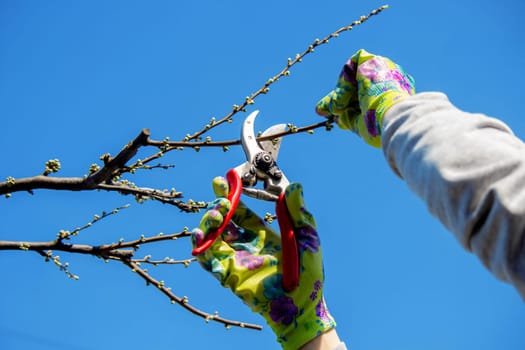 Gardener pruning trees with garden shears, secateurs. Pruning, garden care.