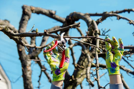 Gardener pruning trees with garden shears, secateurs. Pruning, garden care.