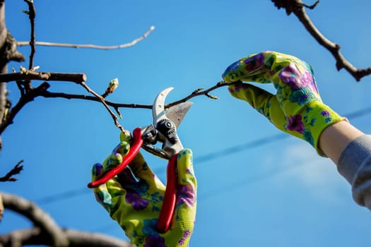 Gardener pruning trees with garden shears, secateurs. Pruning, garden care.