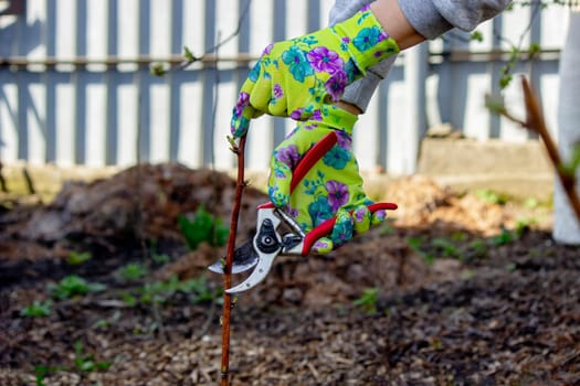 Gardener's hands in gloves work with scissors, pruning raspberry branches.