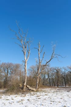 Dead sycamore maple Acer pseudoplatanus, in the Rotehorn city park, Stadtpark in Magdeburg in winter