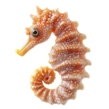 A vibrant orange seahorse with intricate patterns, isolated on white background, exuding summery and cheerful vibe