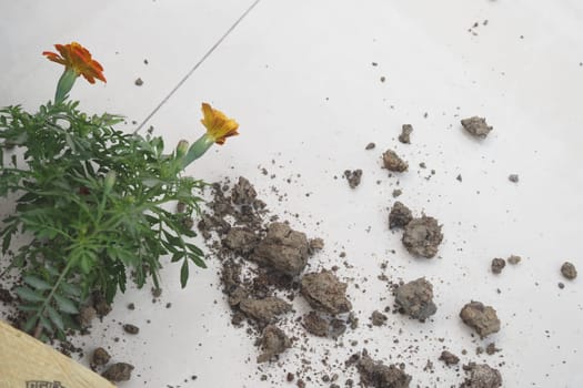Fresh soil scattered around a flowering plant on the floor.