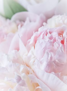 White pink peony petals. Soft focus. Abstract floral background for holiday design. High quality photo