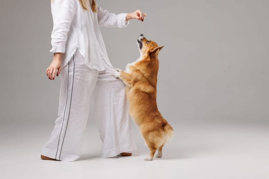 Corgi dog standing on hind legs, placing paws on owner leg, looking up at treat during obedience training.