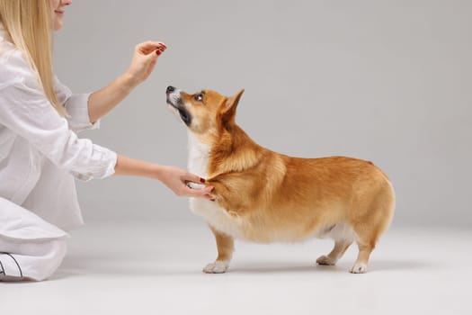 Corgi dog attentively looking up at owner during training session, standing on white studio background indoors.