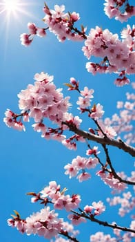 This mesmerizing photograph captures the enchanting beauty of cherry blossoms in full bloom. Delicate pink flowers adorn the branches, set against a vibrant blue sky with soft, scattered clouds. The blossoms, in varying stages of bloom, exude grace and elegance, symbolizing the fleeting charm of spring. With its picturesque composition, this image evokes feelings of renewal, tranquility, and natural splendor—ideal for seasonal campaigns, artistic projects, or nature-inspired decor.