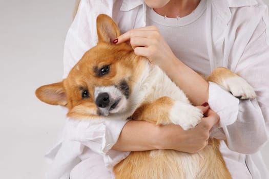 Happy Corgi dog being cuddled by a young woman in white clothes, expressing love and affection in studio.