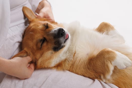 Relaxed Corgi dog laying on owner's lap with eyes closed, enjoying ear massage and showing pure comfort.