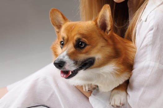 Cute Welsh Corgi dog sitting on owner's lap, looking alert and happy. Indoor pet lifestyle on white background.