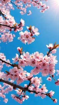 This mesmerizing photograph captures the enchanting beauty of cherry blossoms in full bloom. Delicate pink flowers adorn the branches, set against a vibrant blue sky with soft, scattered clouds. The blossoms, in varying stages of bloom, exude grace and elegance, symbolizing the fleeting charm of spring. With its picturesque composition, this image evokes feelings of renewal, tranquility, and natural splendor—ideal for seasonal campaigns, artistic projects, or nature-inspired decor.
