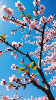 This mesmerizing photograph captures the enchanting beauty of cherry blossoms in full bloom. Delicate pink flowers adorn the branches, set against a vibrant blue sky with soft, scattered clouds. The blossoms, in varying stages of bloom, exude grace and elegance, symbolizing the fleeting charm of spring. With its picturesque composition, this image evokes feelings of renewal, tranquility, and natural splendor—ideal for seasonal campaigns, artistic projects, or nature-inspired decor.