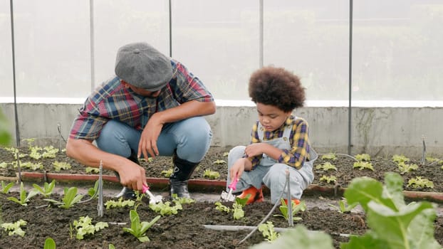 Father and son gardening together planting strawberry plants in the garden, Man and child boy gardening in vegetable in the backyard, family and single mom relax outdoor activities